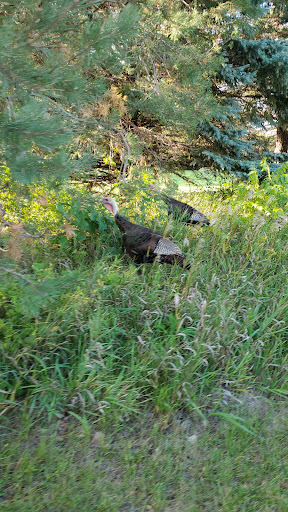 Golf Course «Inver Wood Golf Course», reviews and photos, 1850 70th St E, Inver Grove Heights, MN 55077, USA