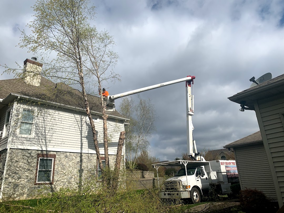 Busy Beaver Tree Services Inc