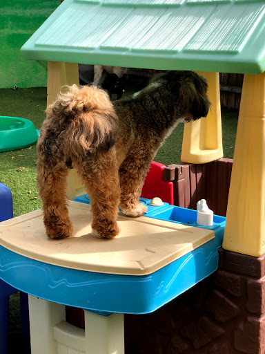 Pet Store «Bark Life Market», reviews and photos, 11220 Park Blvd N, Seminole, FL 33772, USA