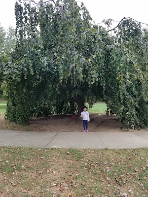 Great Oak Park - photo 42