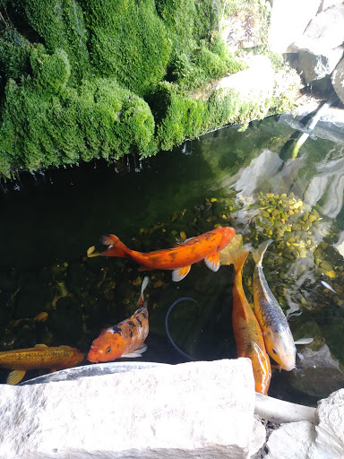 Explore yoga tattoo ideas, creative tattoo ideas in Albuquerque, available at Evolution Body Piercing