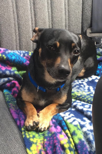 Pet Supply Store «Pet Supplies Plus», reviews and photos, 1268 N Eisenhower Dr, Beckley, WV 25801, USA