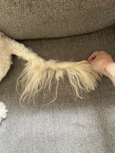 Pet Supply Store «PetSmart», reviews and photos, 8460 Tamarack Village, Woodbury, MN 55125, USA