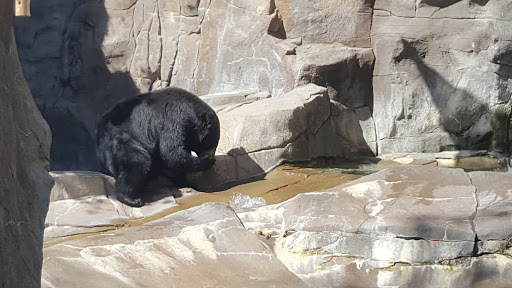 Zoo «Durhams Bear Canyon», reviews and photos, 3701 S 10th St, Omaha, NE 68107, USA