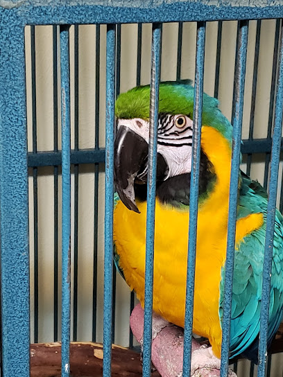 Birdie Bird Pet Store