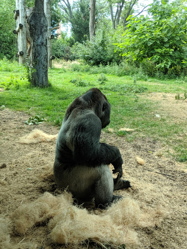 Zoo «Denver Zoo», reviews and photos, 2300 Steele St, Denver, CO 80205, USA