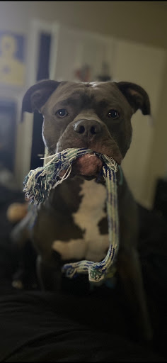 Pet Supply Store «PetSmart», reviews and photos, 2100 Chemical Rd, Plymouth Meeting, PA 19462, USA