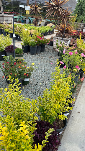 Terra Bella Nursery, Inc. image