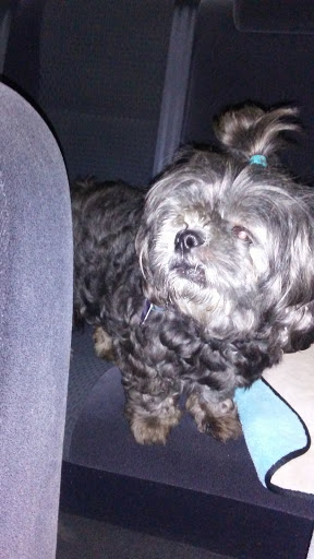 Pet Supply Store «Petco Animal Supplies», reviews and photos, 10 Waterfront Pl, Port Chester, NY 10573, USA