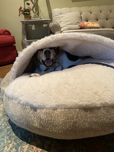 Pet Supply Store «Snoozer Pet Products», reviews and photos, 561 Bessie Rd, Piedmont, SC 29673, USA