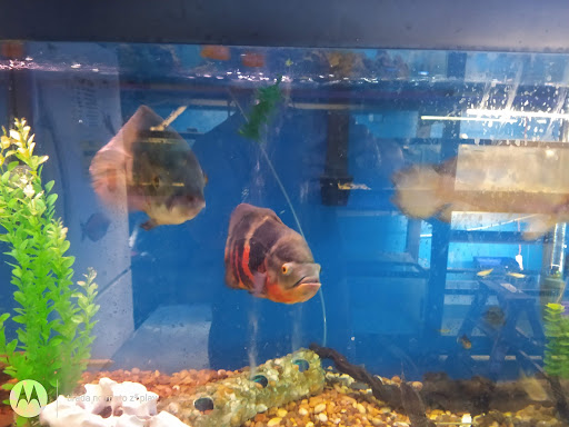 Tropical Fish Store «Waterbury Aquarium», reviews and photos, 406 Watertown Ave, Waterbury, CT 06708, USA