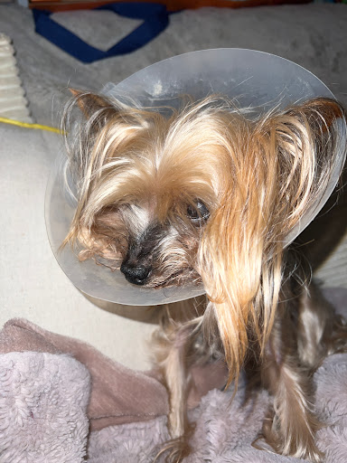 Pet Supply Store «PetSmart», reviews and photos, 4601 Outer Loop, Louisville, KY 40219, USA