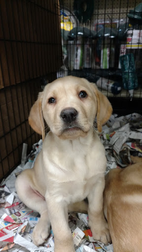 Pet Store «Liberty Agway Pet Center», reviews and photos, 11 Bon Jovi Ln, Liberty, NY 12754, USA