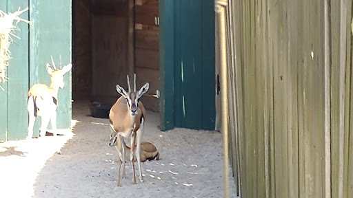 Zoo «Gulf Breeze Zoo», reviews and photos, 5701 Gulf Breeze Pkwy, Gulf Breeze, FL 32563, USA