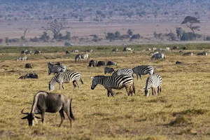 Direct Kenya Safaris image