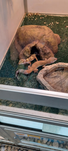 Pet Supply Store «Pet Supermarket», reviews and photos, 4100 N Wickham Rd #117, Melbourne, FL 32935, USA