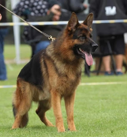 Blue River Kennels, German Shepherds