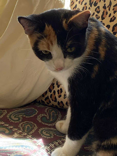 Thrift Store «Alpine Humane Society Thrift Store», reviews and photos, 706 N 5th St, Alpine, TX 79830, USA