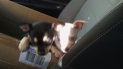 Discount Store «Dollar General», reviews and photos, 3007 Sugar Rd, Edinburg, TX 78539, USA