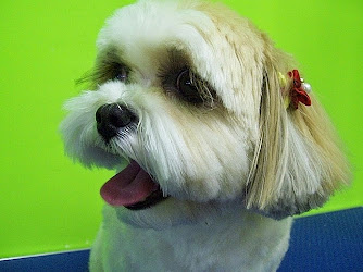 Coco's Pet Grooming & Spa