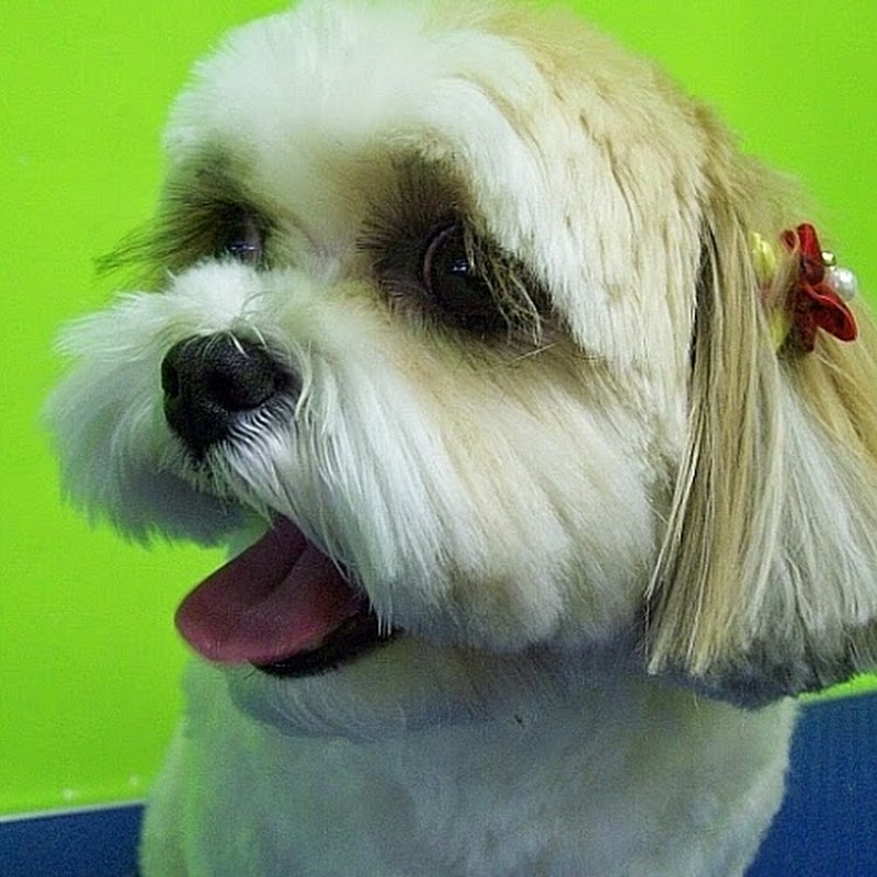 Coco's Pet Grooming & Spa