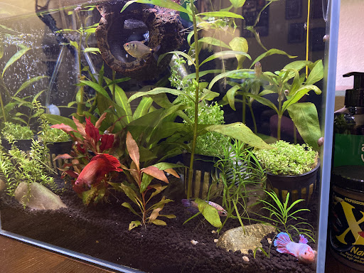 Tropical Fish Store «Aquarium Co-Op», reviews and photos, 9661 Firdale Ave, Edmonds, WA 98020, USA