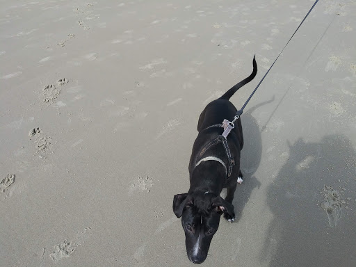 Tourist Attraction «Beach Access», reviews and photos, Alantic Ave, Pawleys Island, SC 29585, USA