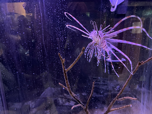 Aquarium «The River Center», reviews and photos, 805 US-1, Jupiter, FL 33477, USA