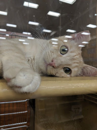 Pet Supply Store «PetSmart», reviews and photos, 12741 Towne Center Dr, Cerritos, CA 90703, USA