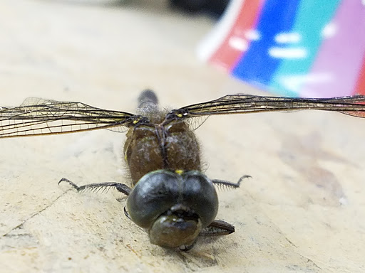 Thrift Store «Better Bargains Thrift Store», reviews and photos, 10209 NE Sandy Blvd, Portland, OR 97220, USA