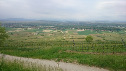 Weingut Schreibeis - Keller am Gaisberg