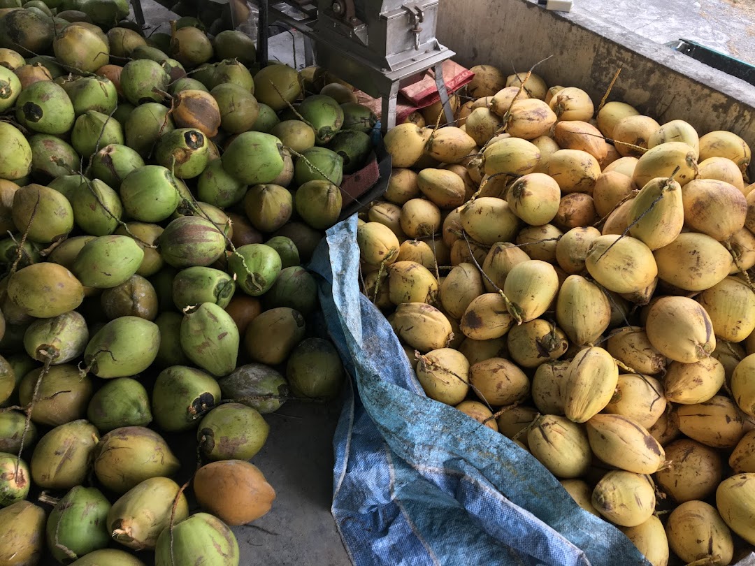 Sekendi Coconut, Coconut Wholesaler in Malaysia