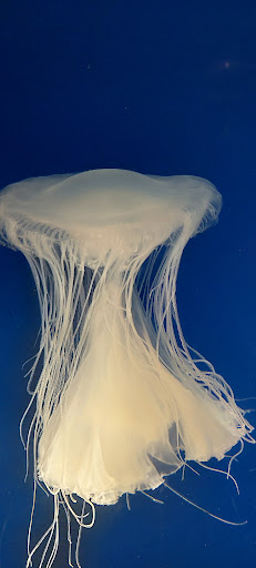 Gift Shop «Pacific Collections Gift Shop», reviews and photos, 100 Aquarium Way, Long Beach, CA 90802, USA