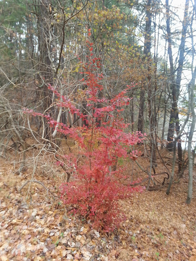 Golf Course «Bur-Mil Park Golf Course», reviews and photos, 5834 Bur-Mill Club Rd, Greensboro, NC 27410, USA