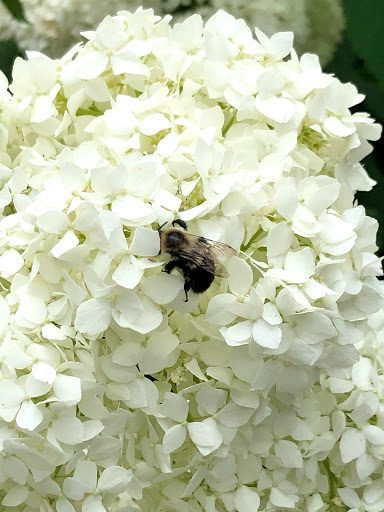 Garden «Conservatory Garden», reviews and photos, 402 5th Ave, New York, NY 10029, USA