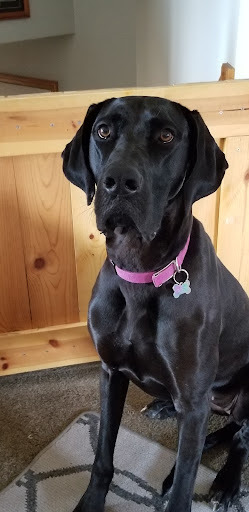 Pet Supply Store «PetSmart», reviews and photos, 4190 Vinewood Ln N, Plymouth, MN 55442, USA