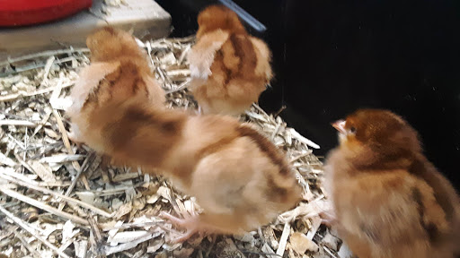 Pet Supply Store «Northern Star Mills», reviews and photos, 510 Esplanade, Chico, CA 95926, USA