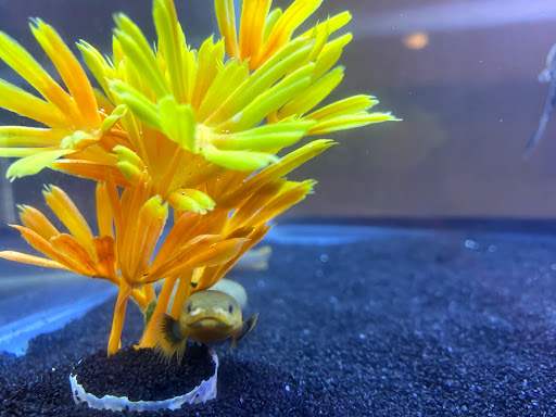 Pet Store «Fish R Us», reviews and photos, 10855 TX-242, Conroe, TX 77385, USA