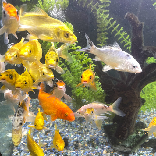 Pet Store «B & B Pet Stop, Inc.», reviews and photos, 5035 Cottage Hill Rd, Mobile, AL 36609, USA