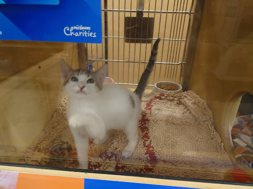 Pet Supply Store «PetSmart», reviews and photos, 2440 E Charleston Rd, Mountain View, CA 94043, USA