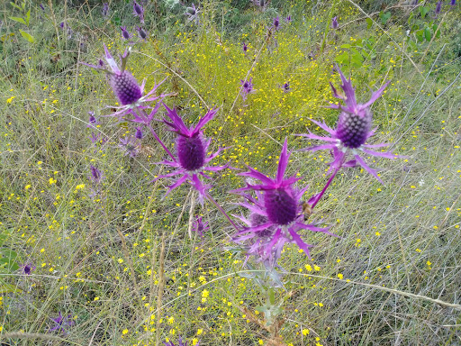 Park «Harold Bacchus Community Park», reviews and photos, 13995 Main St, Frisco, TX 75034, USA