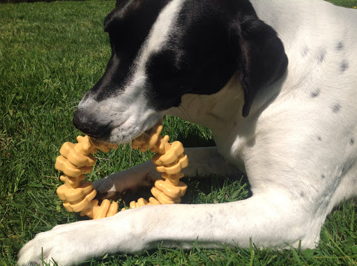 Pet Supply Store «Petport Pet Supply and Grooming Salon», reviews and photos, 40 Main St, Northport, NY 11768, USA