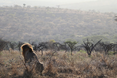 Lion Around Africa