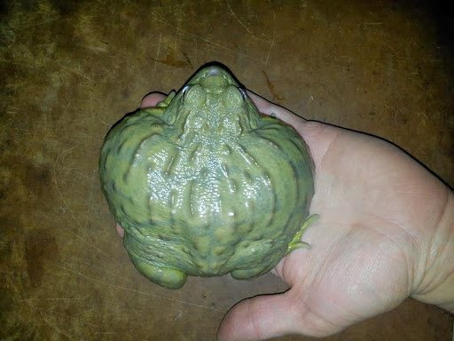 Pet Store «Gills And Thrills Pet Shop», reviews and photos, 204 E 8th St, Lockport, IL 60441, USA