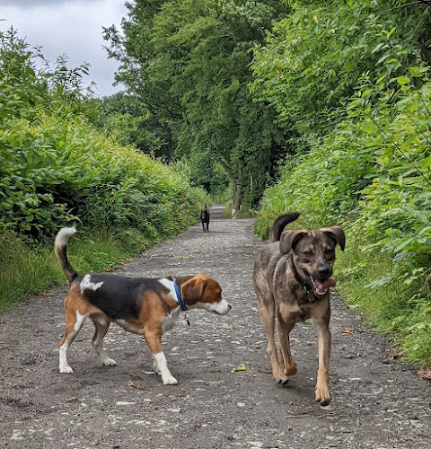 Two Tails Dog Walking - Maidstone