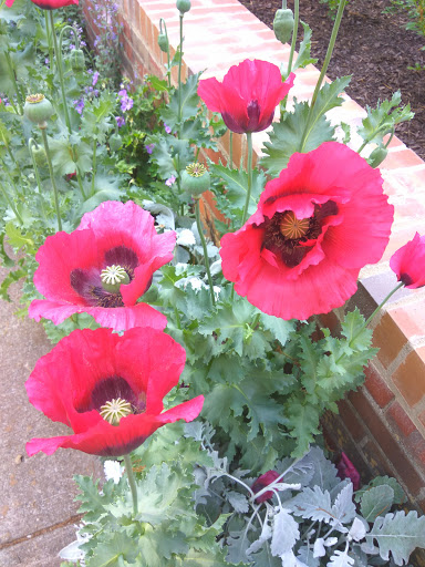 Garden «Wing Haven», reviews and photos, 248 Ridgewood Ave, Charlotte, NC 28209, USA