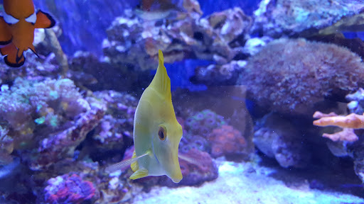 Pet Supply Store «Aquariums and Reptiles», reviews and photos, 11400 S Cleveland Ave, Fort Myers, FL 33907, USA