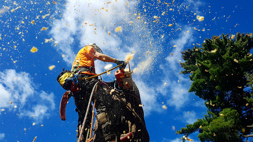 Arbutus Tree Surgeons