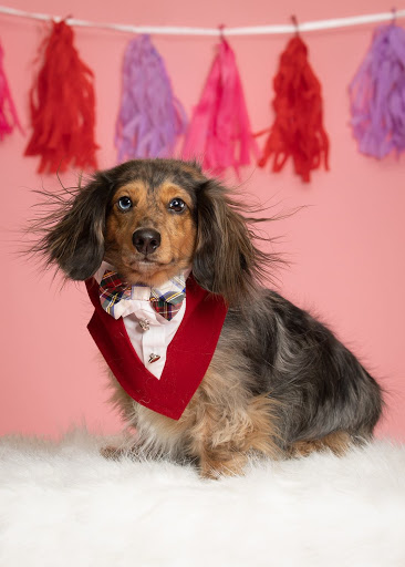 Pet Store «PetSaver Healthy Pet Superstore (Brighton Location)», reviews and photos, 2947 Monroe Ave, Rochester, NY 14618, USA