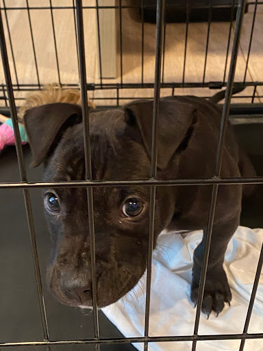 City of South Houston Animal Control